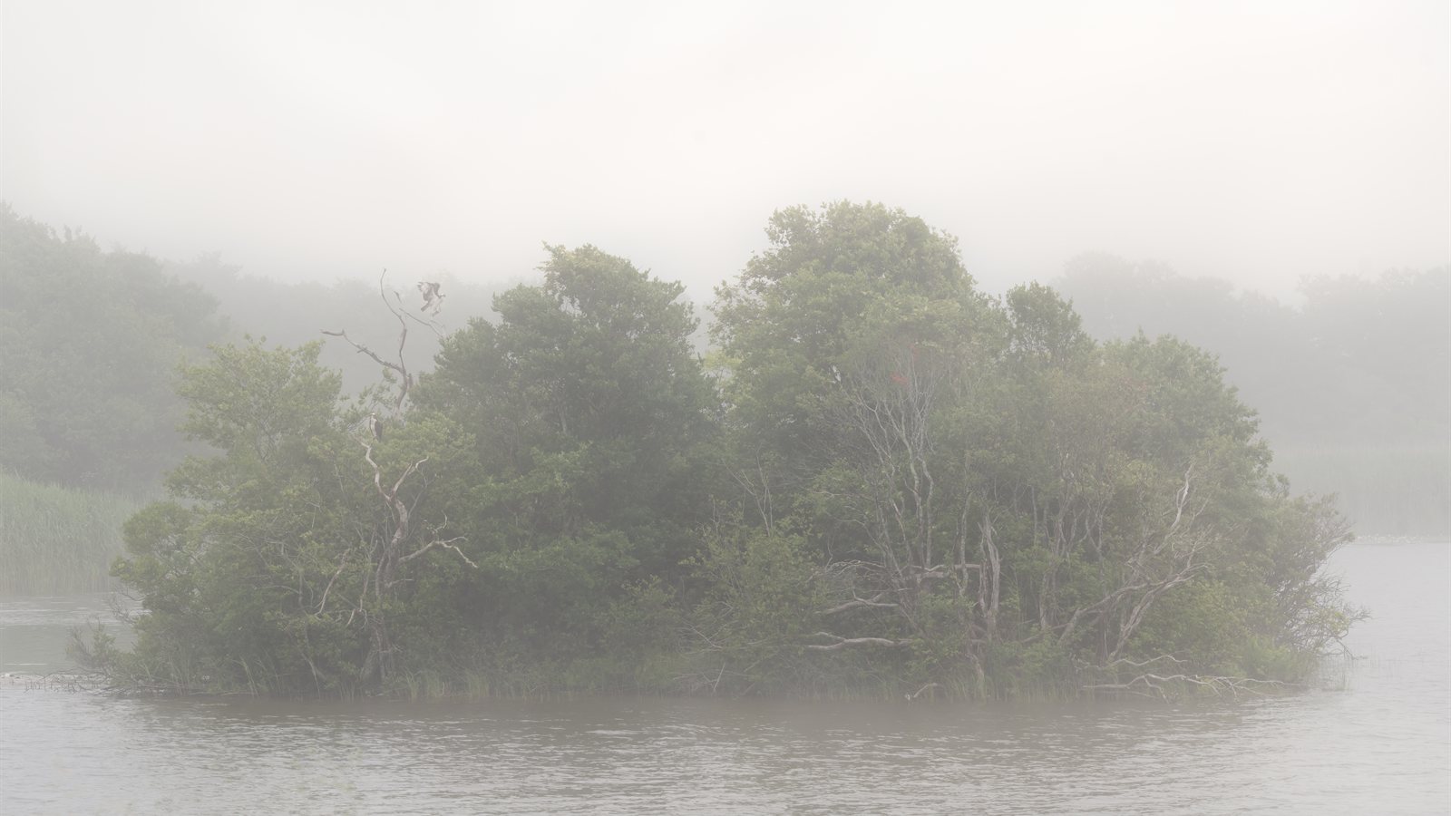 Small wooded island half dissolved in thick river fog